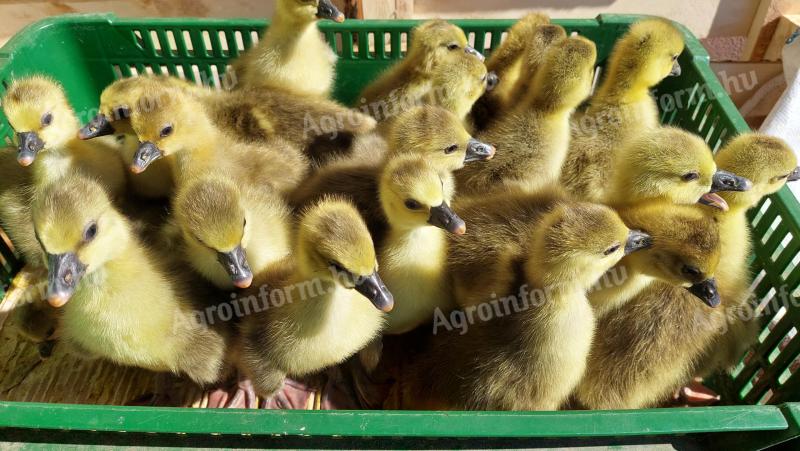 Napos Fehér Liba és Szürke Liba Eladó Debrecenben