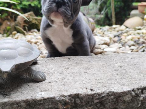 Francia bulldog-jellegű kiskutya Francia bulldog-jellegű kiskutya
