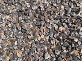 Hajdina vetőmag zöldtrágyának, méhlegelőnek, talajjavításra