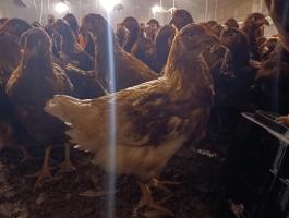 Jól termelő, csőrözött jérce – sávos kedvezménnyel, kérjük, olvassa végig