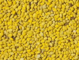 Eladó fémzárolt Dimitra lucerna vetőmag postai utánvéttel