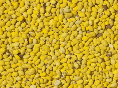 Eladó fémzárolt Dimitra lucerna vetőmag postai utánvéttel Eladó fémzárolt Dimitra lucerna vetőmag postai utánvéttel