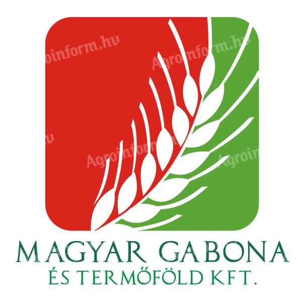 Árpa,  búza felvásárlás akár szállítással Kelet-Magyarországon