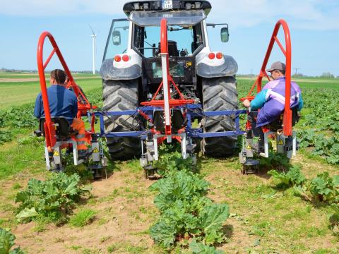 JAGODA ZUZA 3 HIDRAULIKUS GYOMÍRTÓ ZÖLDSÉGEKHEZ - ROYAL TRAKTOR JAGODA ZUZA 3 HIDRAULIKUS GYOMÍRTÓ ZÖLDSÉGEKHEZ - ROYAL TRAKTOR