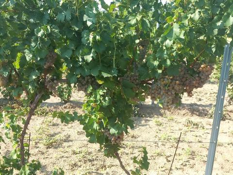 Szőlőültetvény - 1,75 ha - Baja Szőlőültetvény - 1,75 ha - Baja