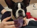 Törzskönyvezett Boston terrier kiskutyák eladók