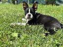 Törzskönyvezett Boston terrier kiskutyák eladók