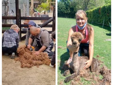 Alpaka és birka nyírást vállalok Alpaka és birka nyírást vállalok