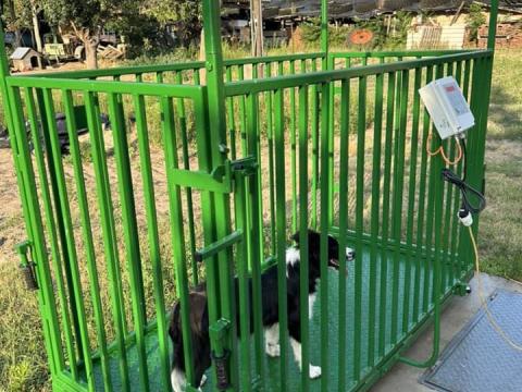 M-ROL Élőállat mérleg marhákhoz M-ROL Élőállat mérleg marhákhoz