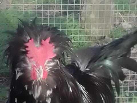 Houdan baromfiktól tenyésztojás kapható