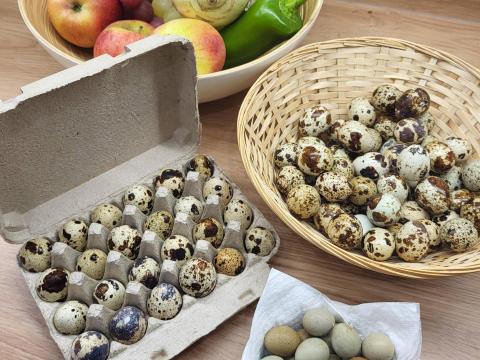 Eladó fürjtojások Eladó fürjtojások