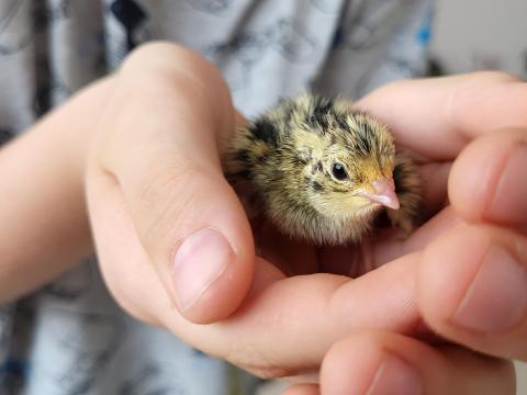 Eladó keltetésre alkalmas fürjtojások Eladó keltetésre alkalmas fürjtojások