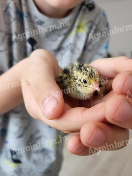Eladó keltetésre alkalmas fürjtojások