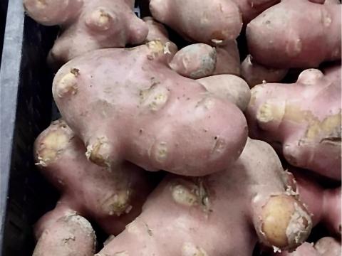 Burgonya babás, konyhás Burgonya babás, konyhás