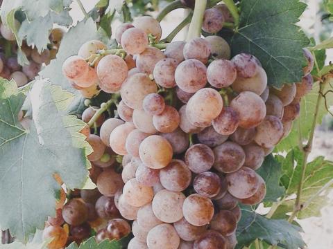 Cserszegi szőlő Cserszegi szőlő