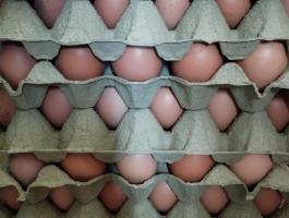 Friss tojás – házi, kapirgálós tyúkok tojása postázva is!