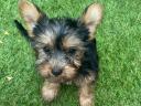 Yorkshire terrier törzskönyvezett pici kiskutyák acélkék cser színűek gazdit keresnek