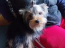 Yorkshire terrier törzskönyvezett pici kiskutyák ezüst- cser színűek gazdit keresnek