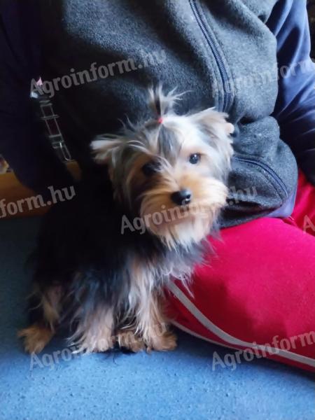 Yorkshire terrier törzskönyvezett pici kiskutyák ezüst- cser színűek gazdit keresnek