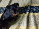 Yorkshire terrier törzskönyvezett pici kiskutyák ezüst- cser színűek gazdit keresnek
