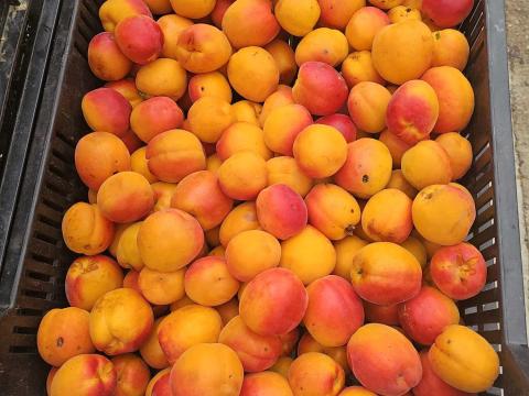 Kajszi barack eladó több fajta Cefrének kiváló minőségű Kajszi barack eladó több fajta Cefrének kiváló minőségű