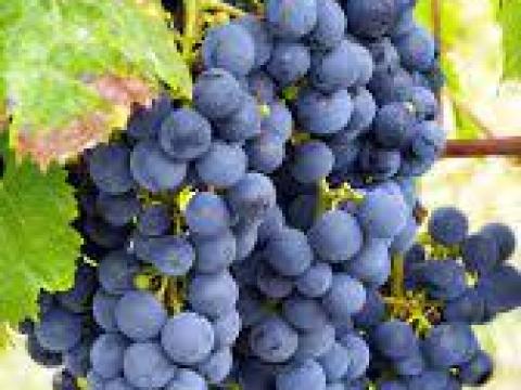 Borszőlő Borszőlő