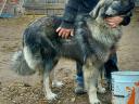 Sarplaninac külykök