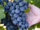 Pinot Noir szőlő eladó