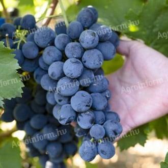 Pinot Noir szőlő eladó
