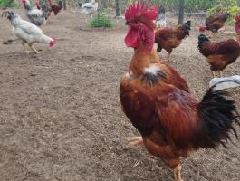 Tanyasi kakasok eladóak