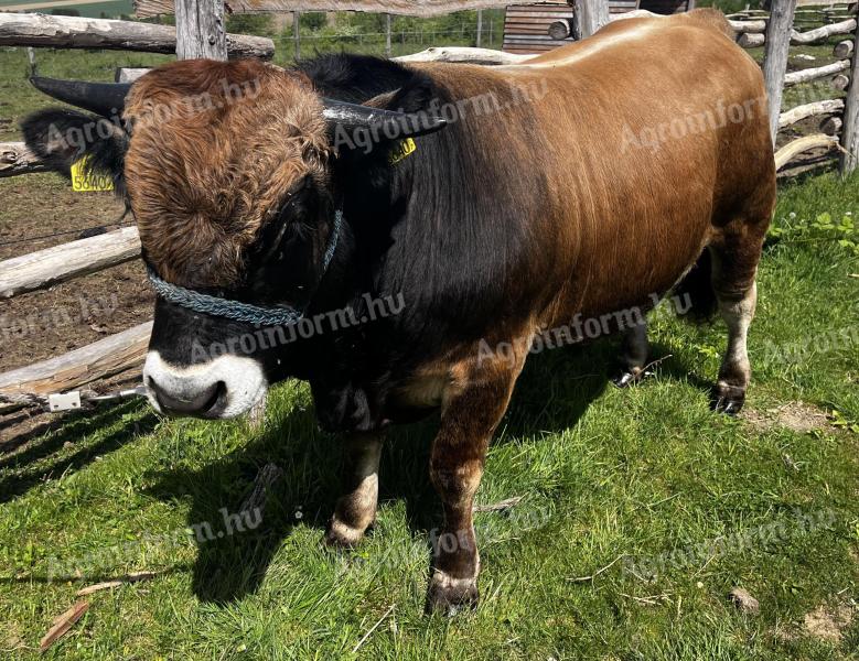 Aubrac tenyészbika előjegyezhető