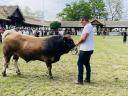 Aubrac tenyészbika előjegyezhető