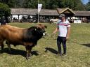 Aubrac tenyészbika előjegyezhető