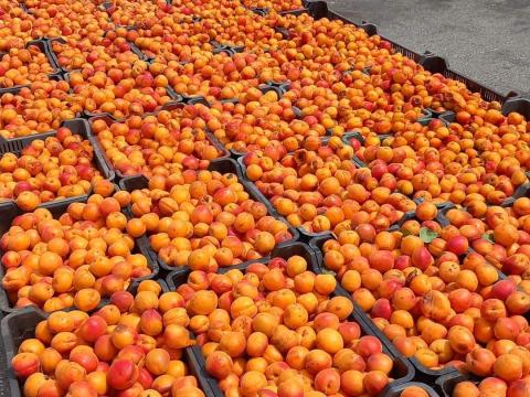 Sárgabarack Cefrének eladó Sárgabarack Cefrének eladó