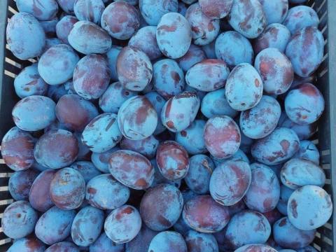 Szilvacefre Ráckeve 2025