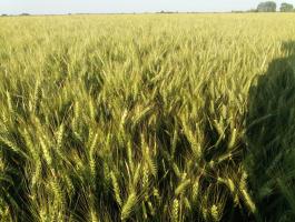 KWS Flexum őszi búza vetőmag