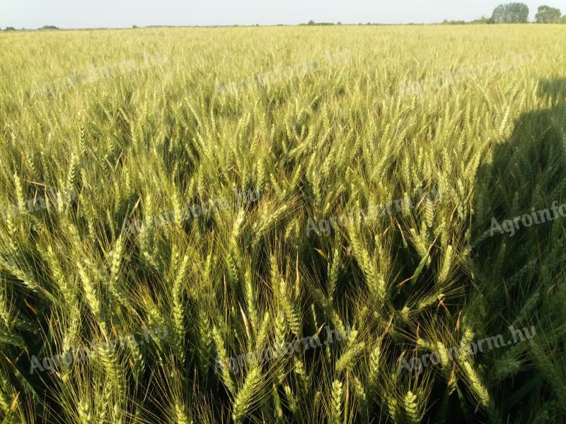KWS Flexum őszi búza vetőmag