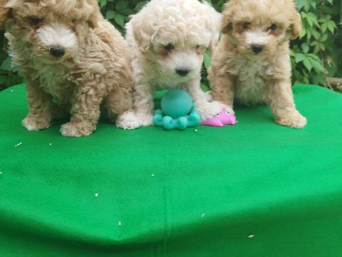 Maltipoo-jellegű kiskutyák Maltipoo-jellegű kiskutyák