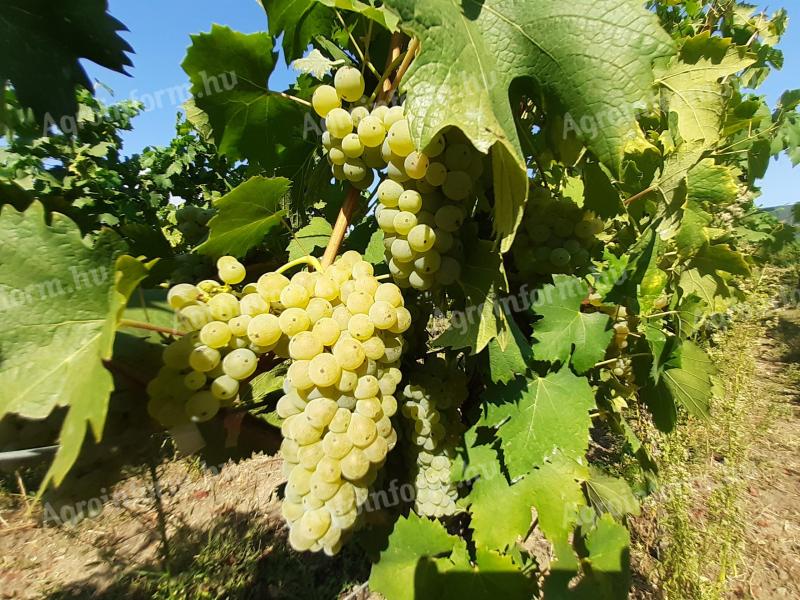 Balaton-felvidéki olaszrizling előjegyezhető,  szüret szeptember elejétől várható