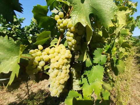 Balaton-felvidéki Olaszrizling szőlő eladó Balaton-felvidéki Olaszrizling szőlő eladó
