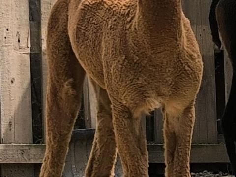 Cuki alpaka fiúk költöznének