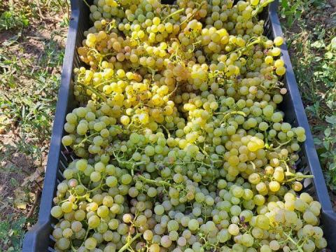 Irsai Olivér szőlő Szegeden eladó Irsai Olivér szőlő Szegeden eladó