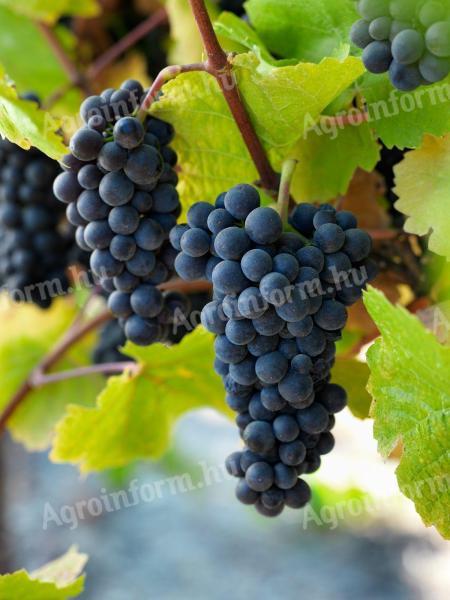 Pinot Noir (Kék Burgundi) szőlő eladó