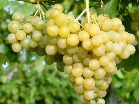 Cserszegi, muskotály, merlot, kékfrankos, cabernet&további szőlők eladók kis&nagy tételben Cserszegi, muskotály, merlot, kékfrankos, cabernet&további szőlők eladók kis&nagy tételben