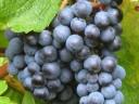 Cserszegi, muskotály, merlot, kékfrankos, cabernet&további szőlők eladók kis&nagy tételben