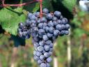 Cserszegi, muskotály, merlot, kékfrankos, cabernet&további szőlők eladók kis&nagy tételben