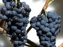 Cserszegi, muskotály, merlot, kékfrankos, cabernet&további szőlők eladók kis&nagy tételben
