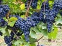 Cserszegi, muskotály, merlot, kékfrankos, cabernet&további szőlők eladók kis&nagy tételben