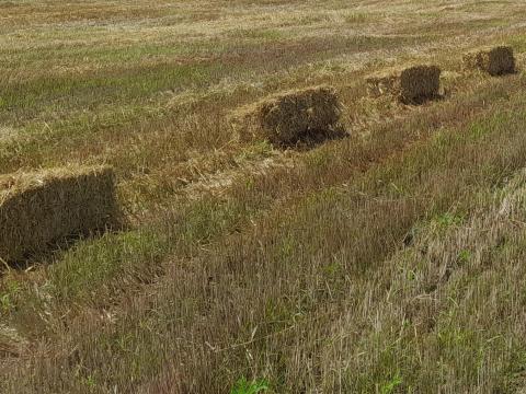Kisbálás szalma eladó Kisbálás szalma eladó