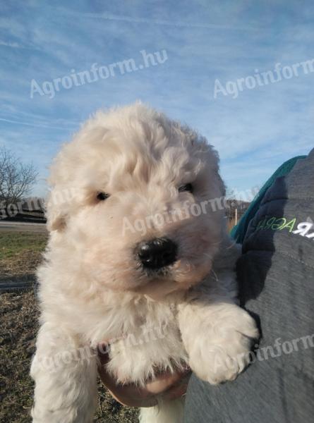 Komondor fajtajellegű kiskutyák